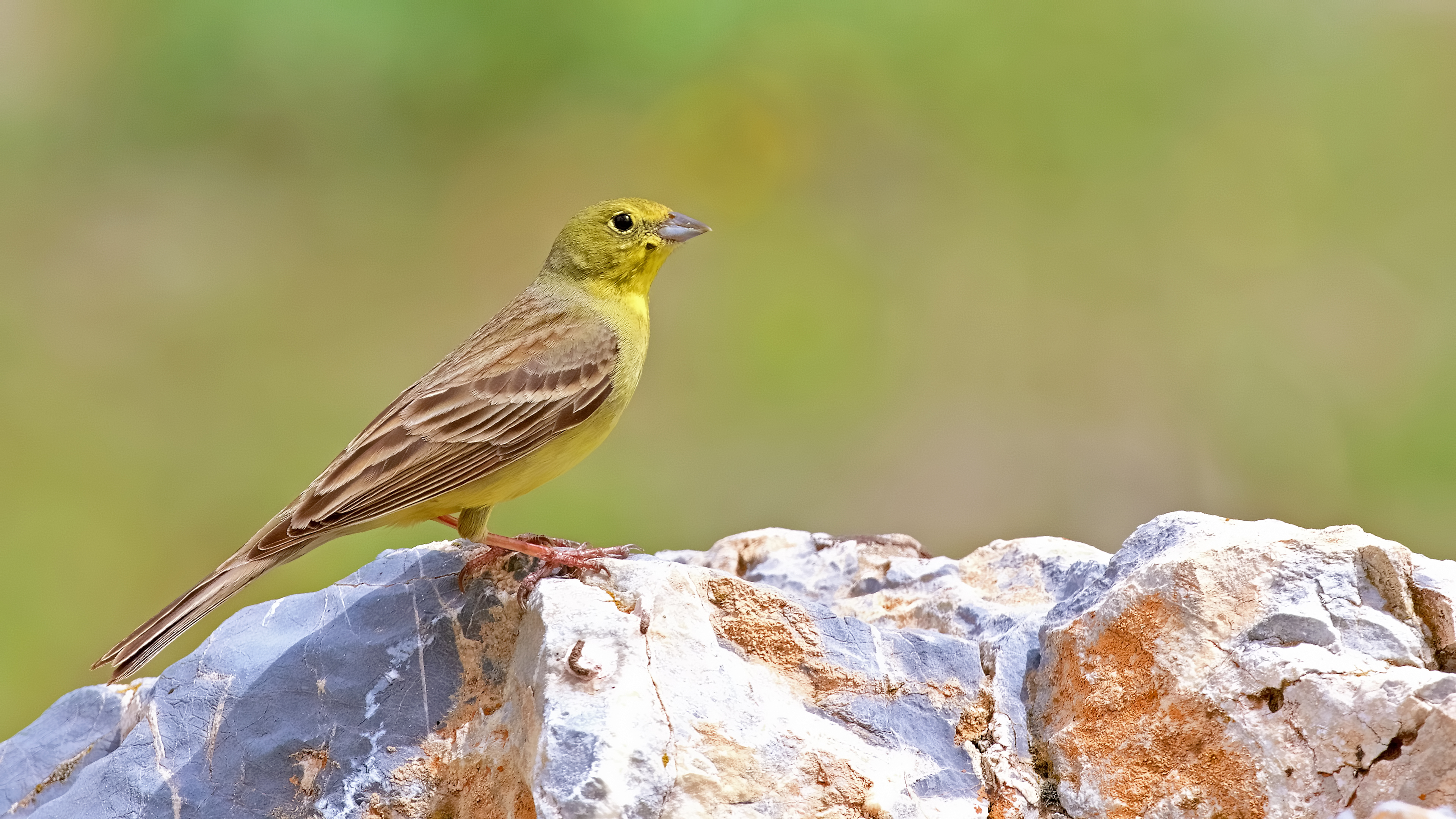 Cinereous Bunting